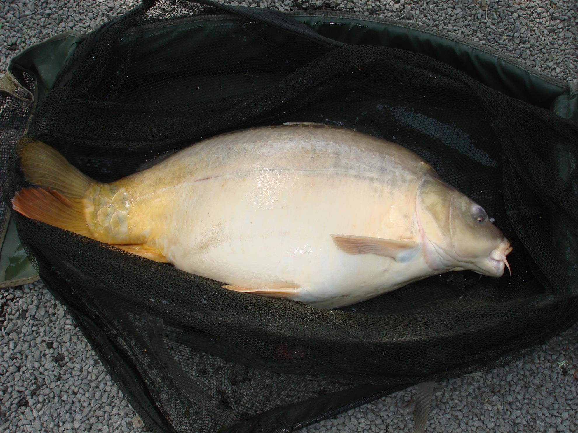 pescuit pe o balta superba - dsc06437.JPG